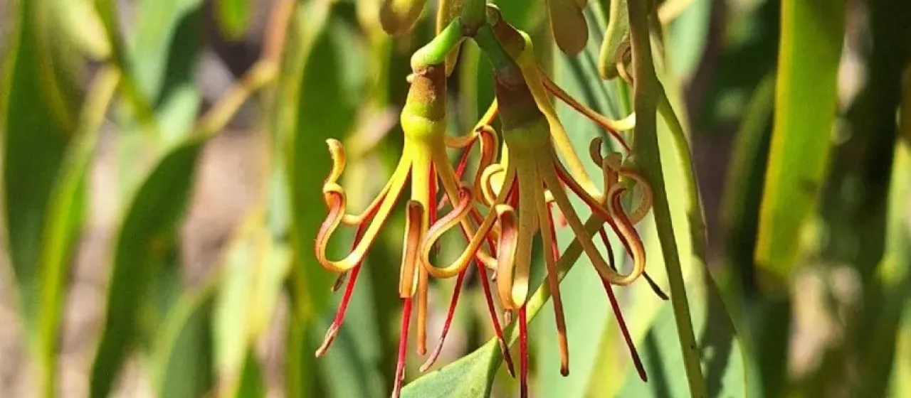 Amyema miquelii