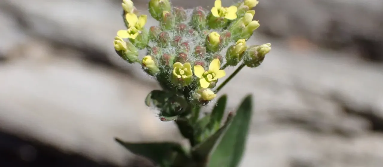 Turkestan alyssum
