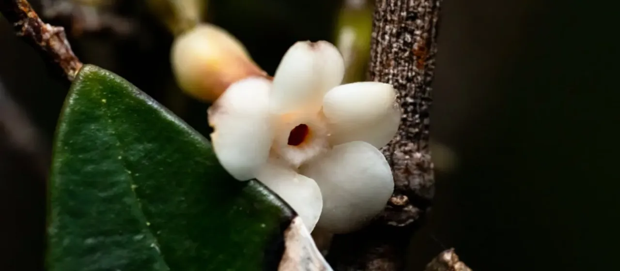 Alyxia reinwardtii