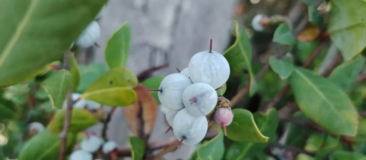 Azara integrifolia