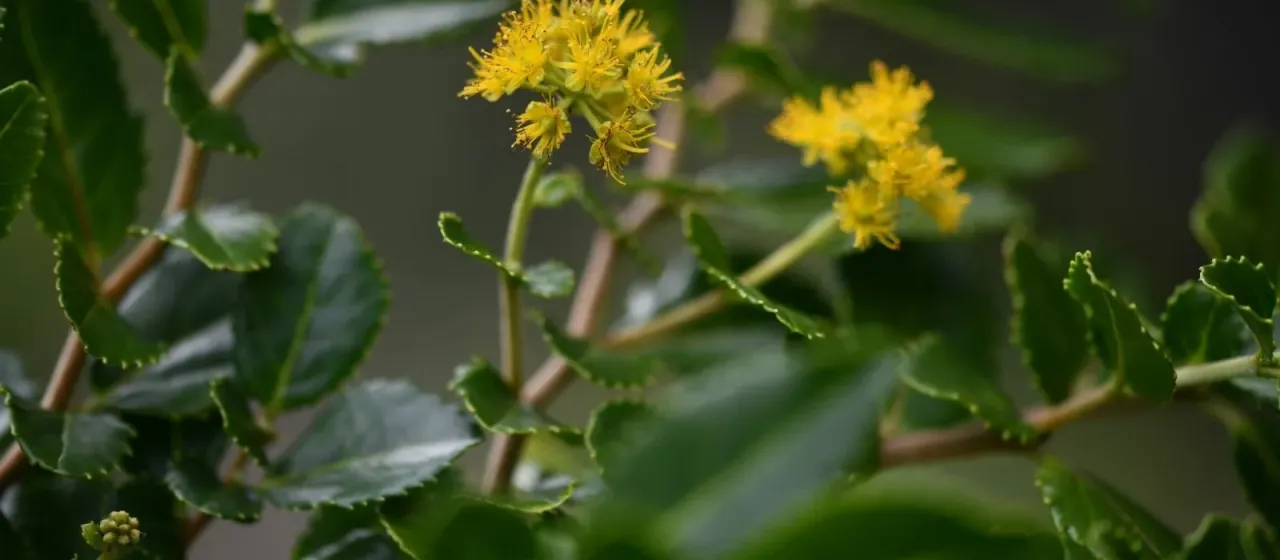 Azara serrata