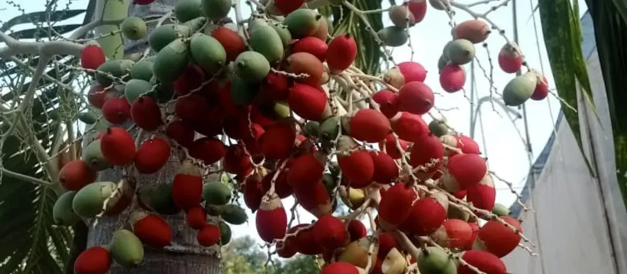Christmas palm