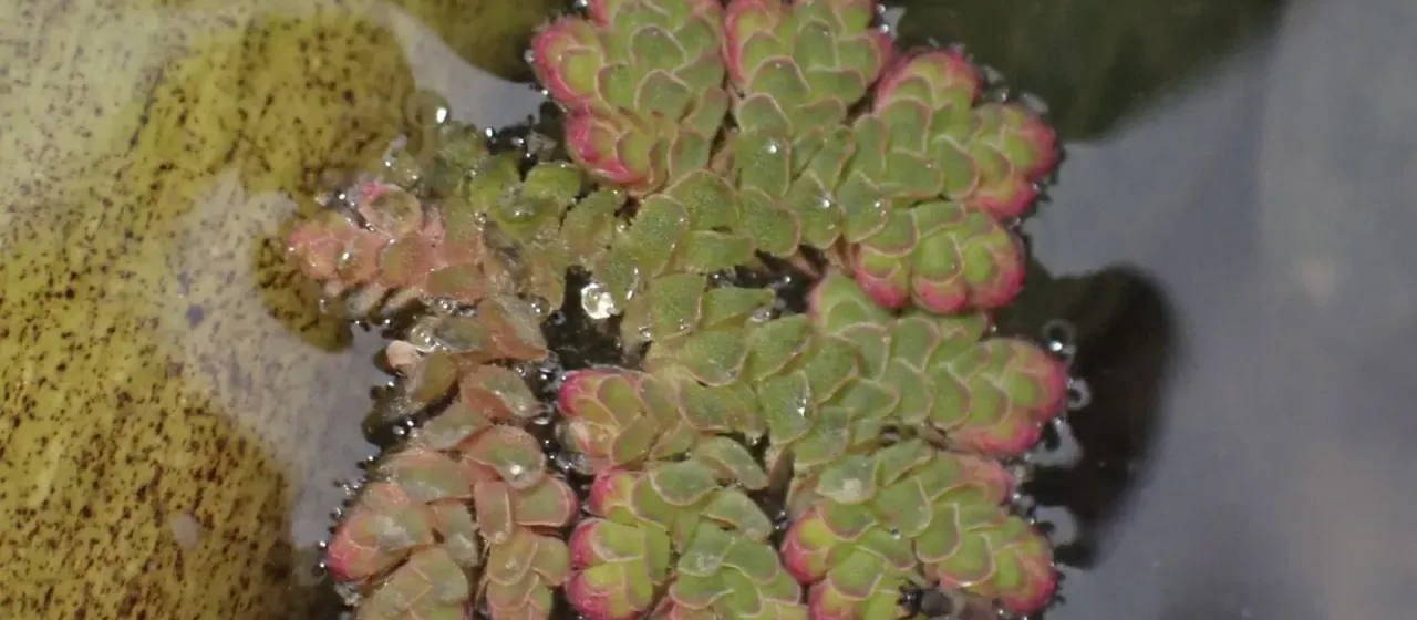 Azolla filiculoides