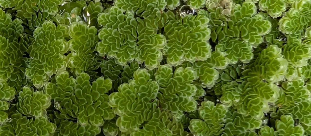 Japanese azolla