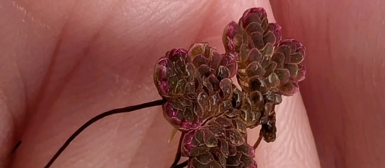 Mexican azolla
