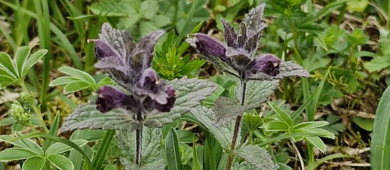 Alpine bartsia