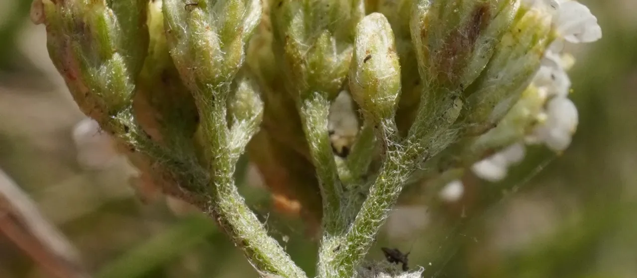 Hill yarrow