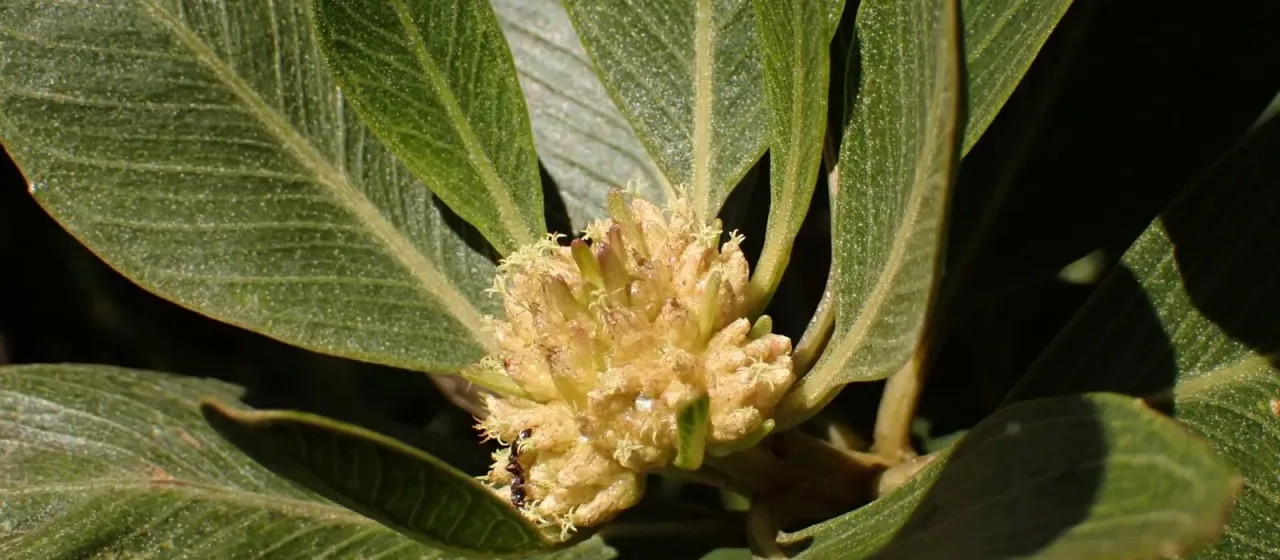 Baccharis platypoda