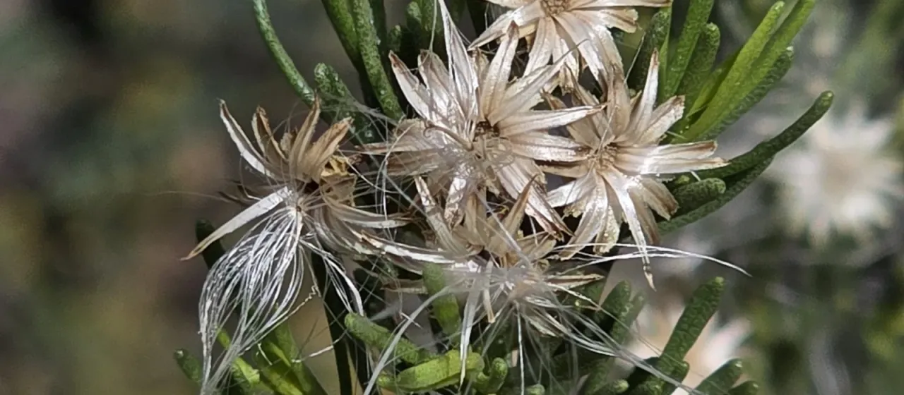 Baccharis rosmarinifolia