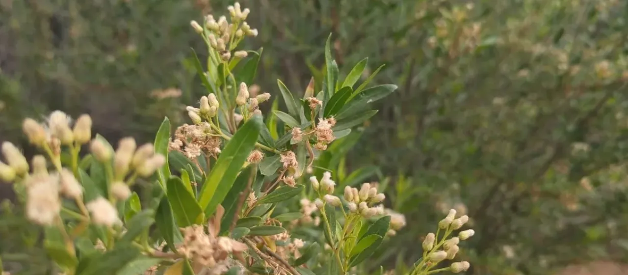 Willow baccharis