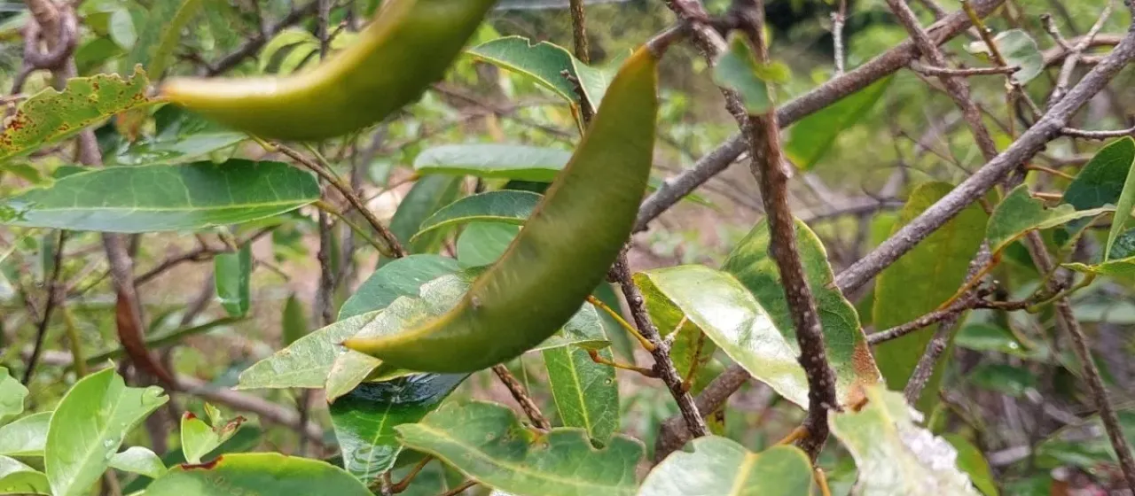 Baphia capparidifolia