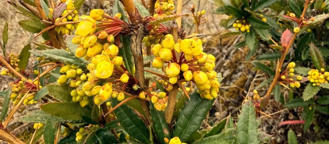 Wallich's barberry