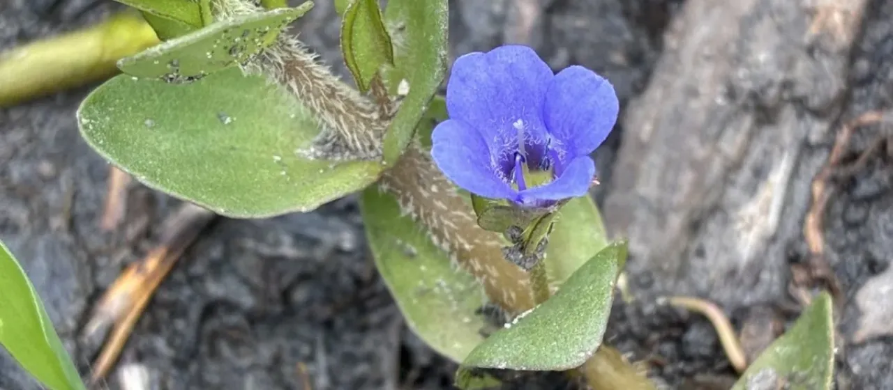 Bacopa caroliniana