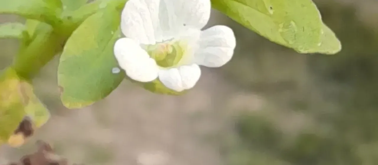 Bacopa calycina