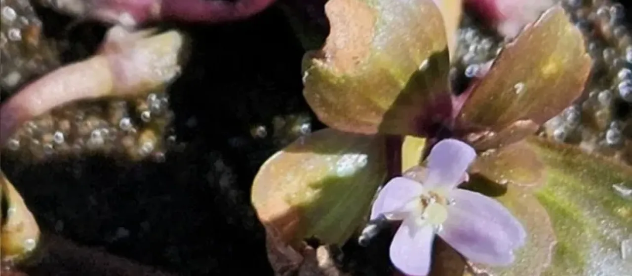 Бакопа эгенсис