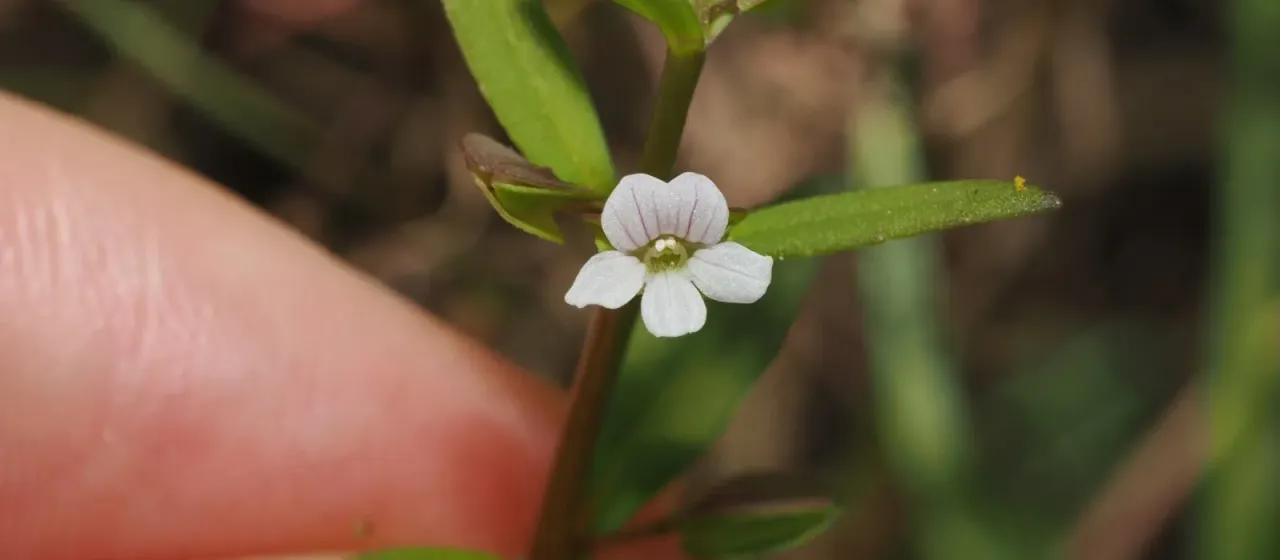 Bacopa floribunda