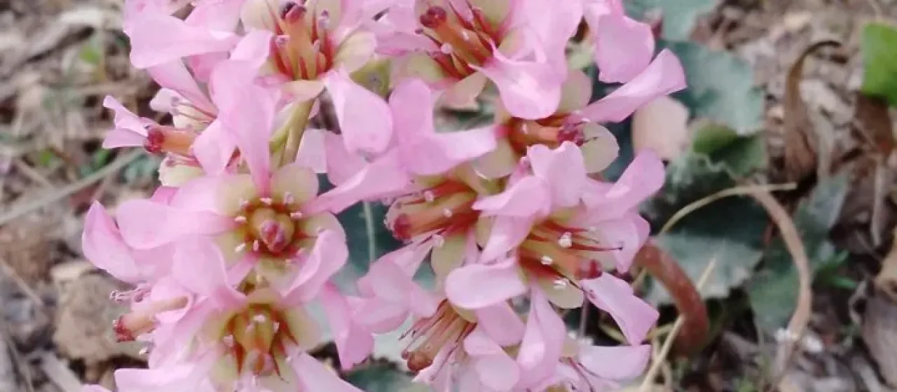 Hairy bergenia