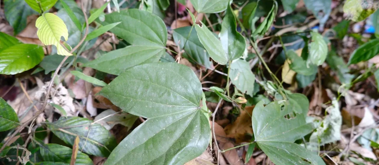 Bauhinia championii