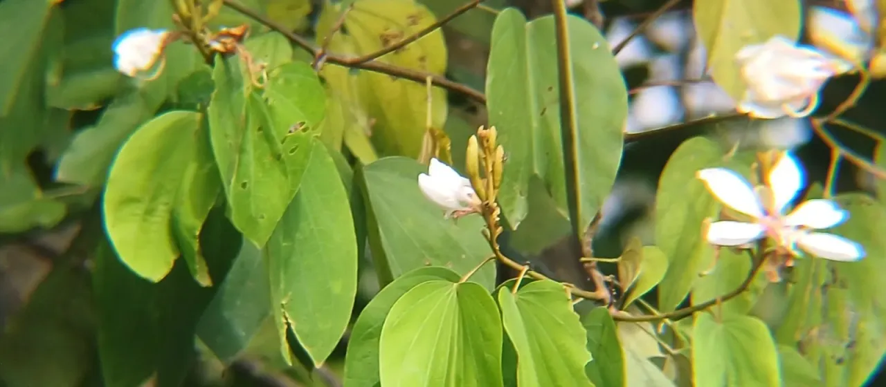 Bauhinia picta