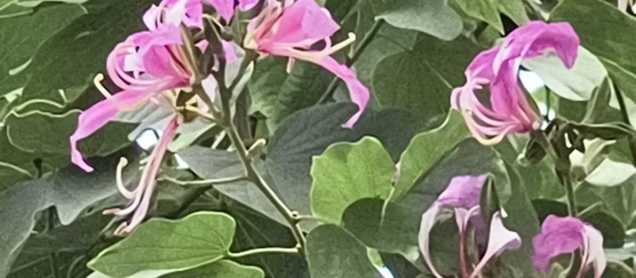 Bauhinia purpurea