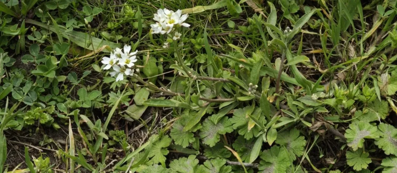 Hoary alyssum