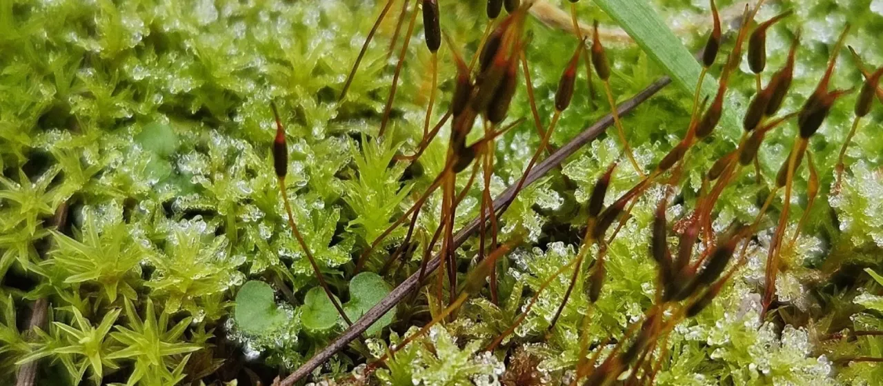 Barbula unguiculata