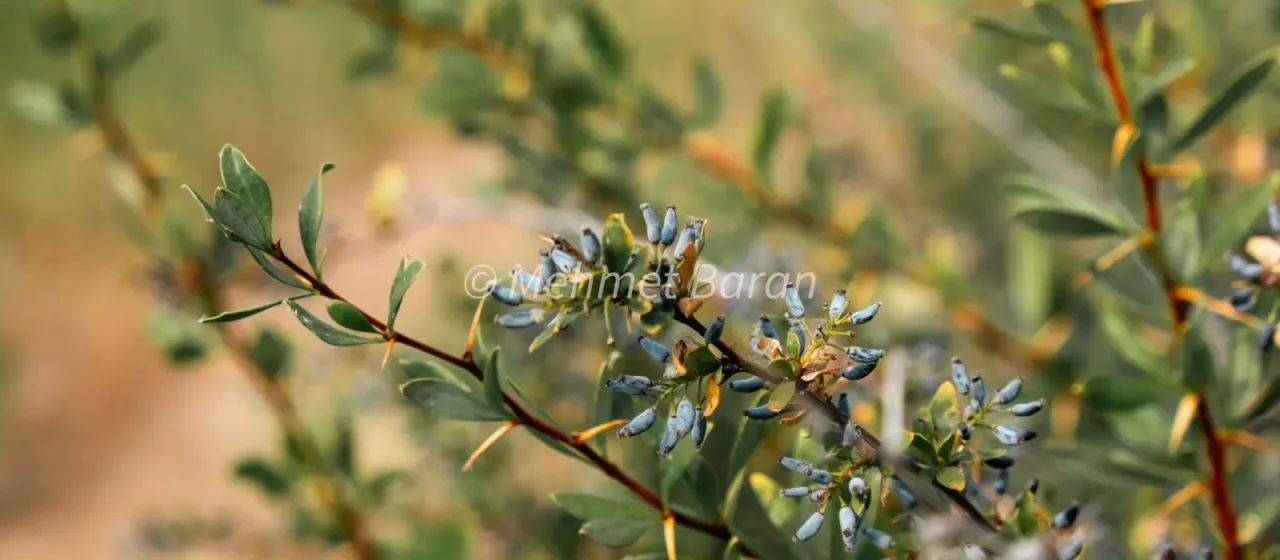 Hawthorn-leaved barberry