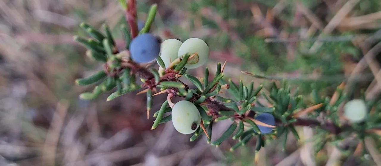 Empetrifolia barberry
