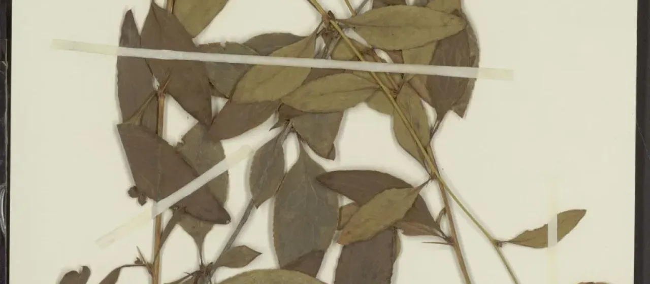 Girald's barberry