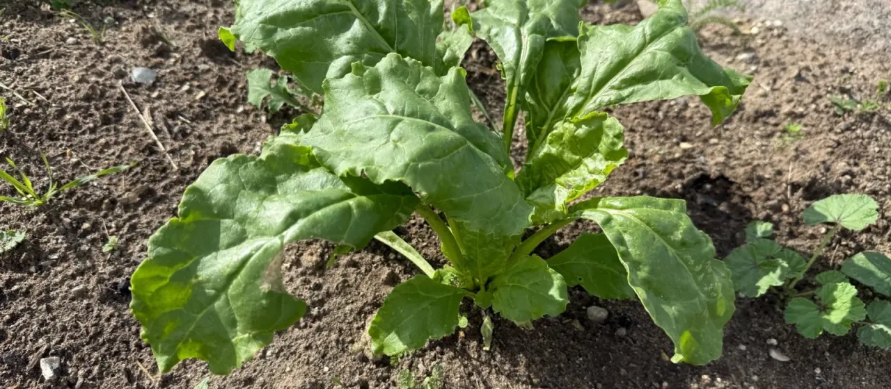 Свёкла сахарная