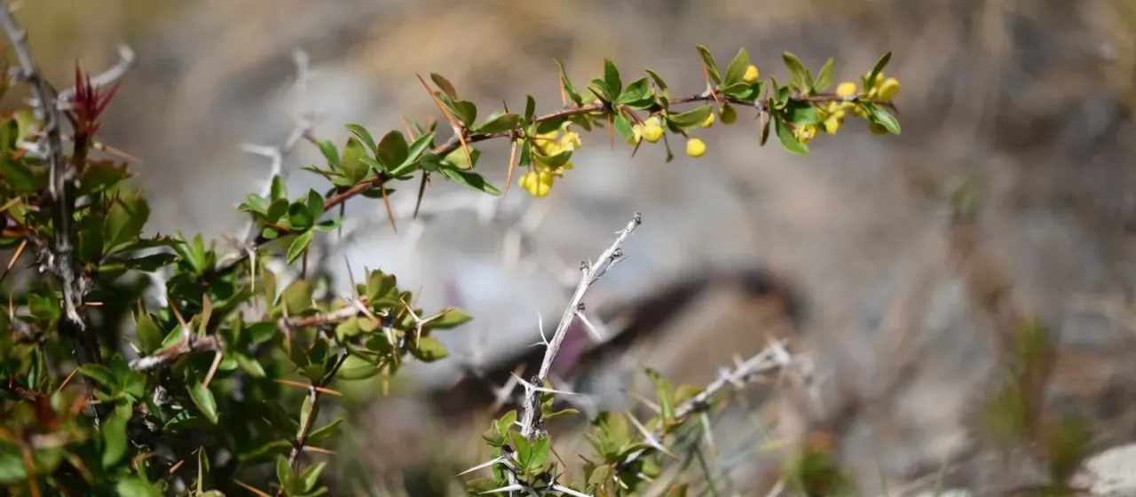 Spanish barberry
