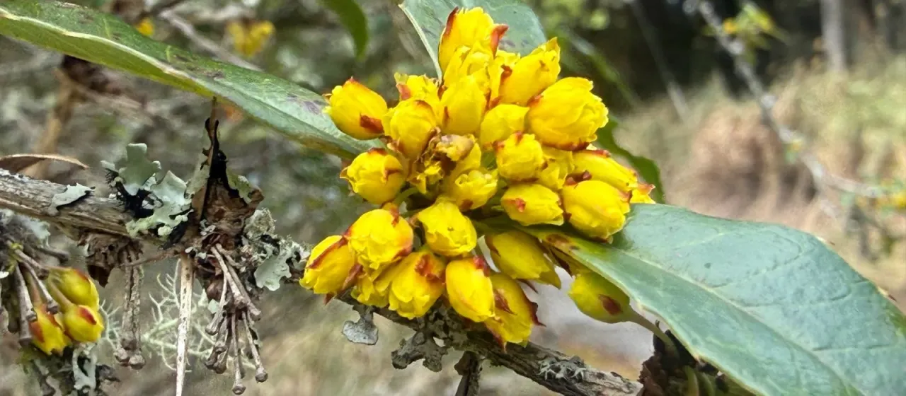 Kawakami barberry