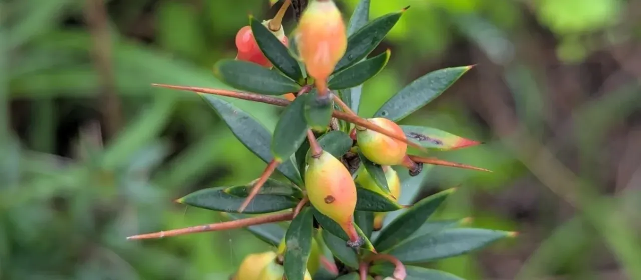 Mucronate barberry