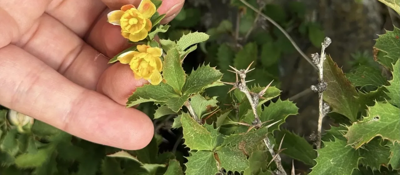 Siberian barberry