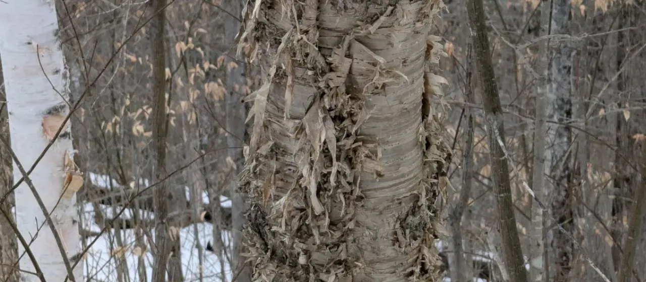 Betula alleghaniensis Britton
