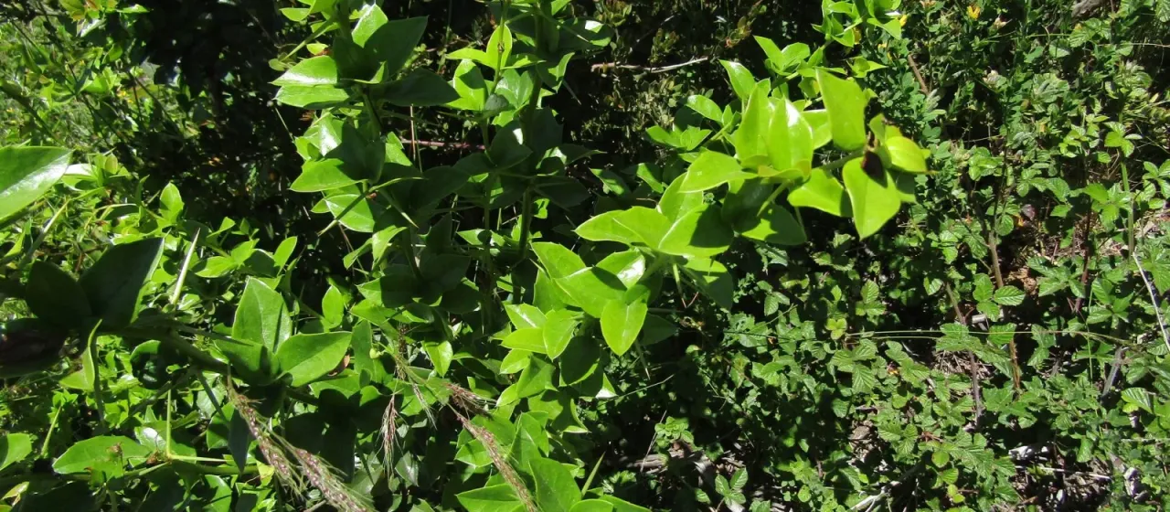 Valdivian barberry