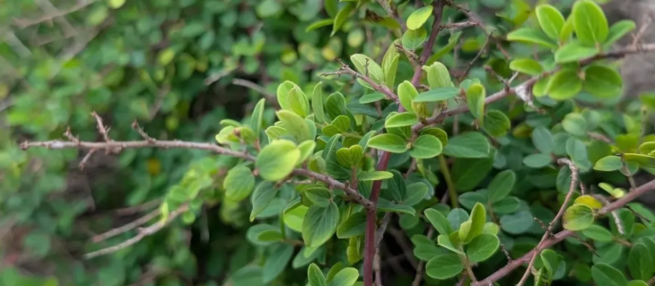 Berchemia lineata
