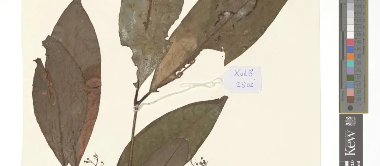 Beilschmiedia zenkeri