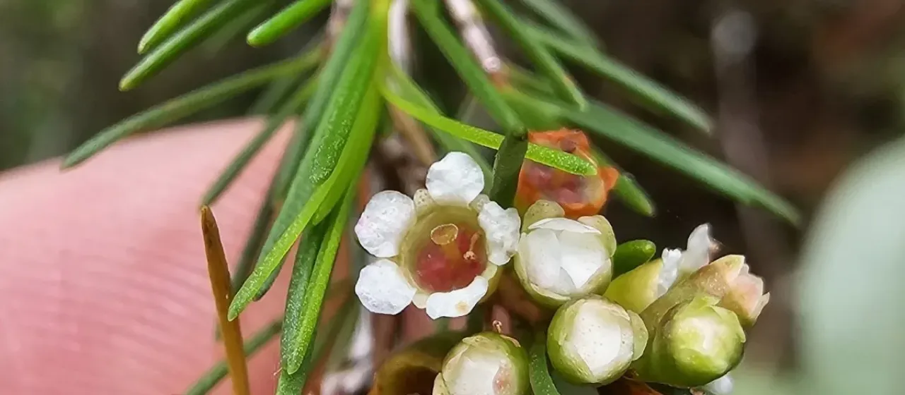 Baeckea frutescens