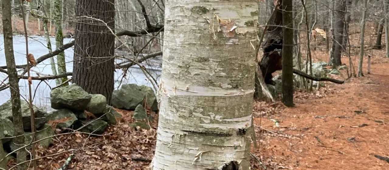 Paper birch