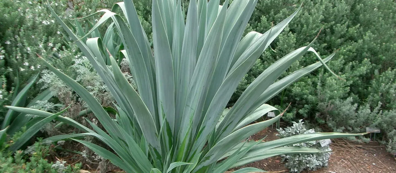 Beschorneria pubescens