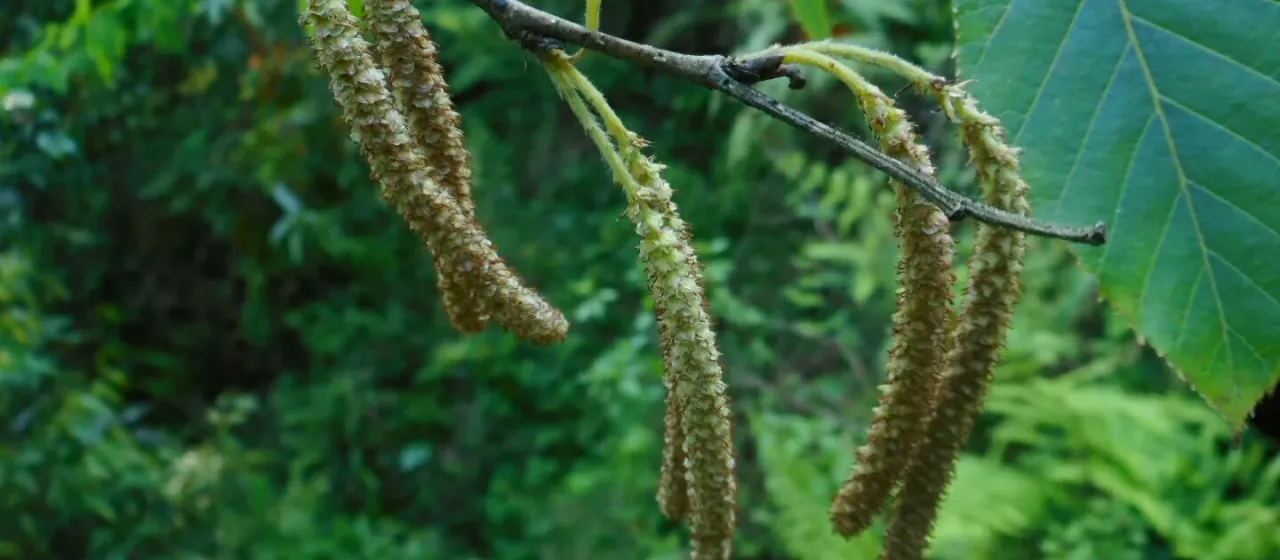Alder-leaved birch