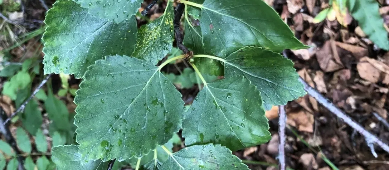 Betula callosa