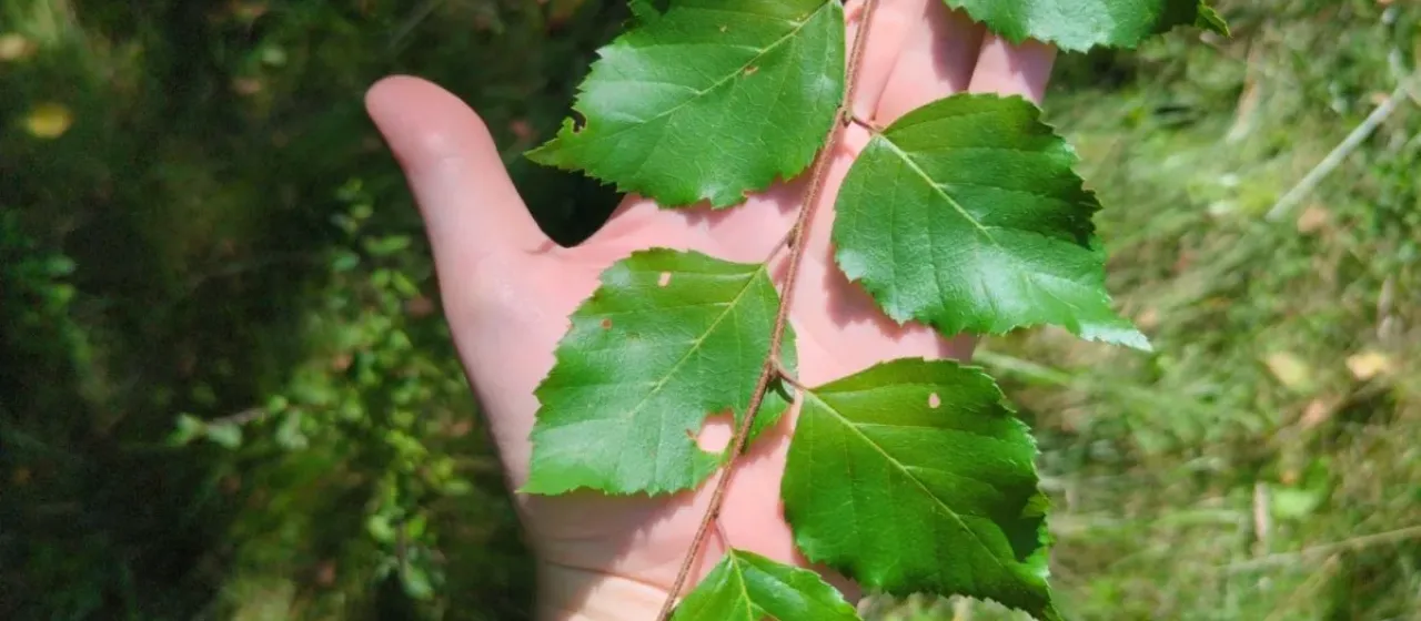 Chinese birch