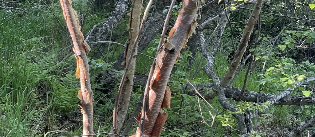 Ribbed birch
