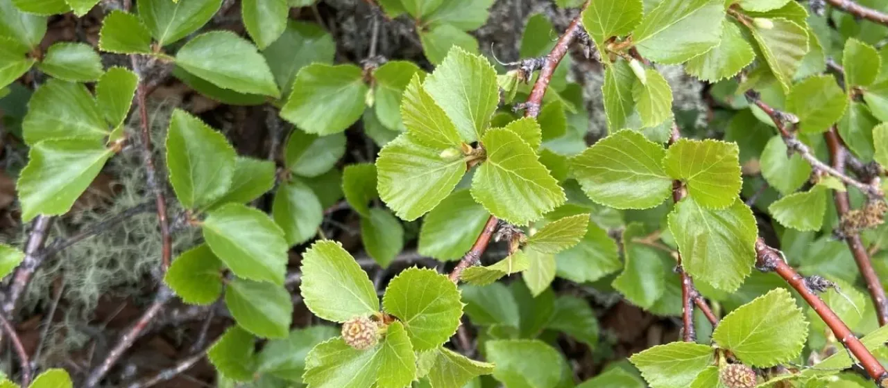 Middendorff's birch