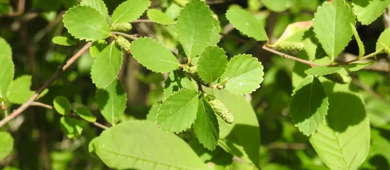 Hall birch