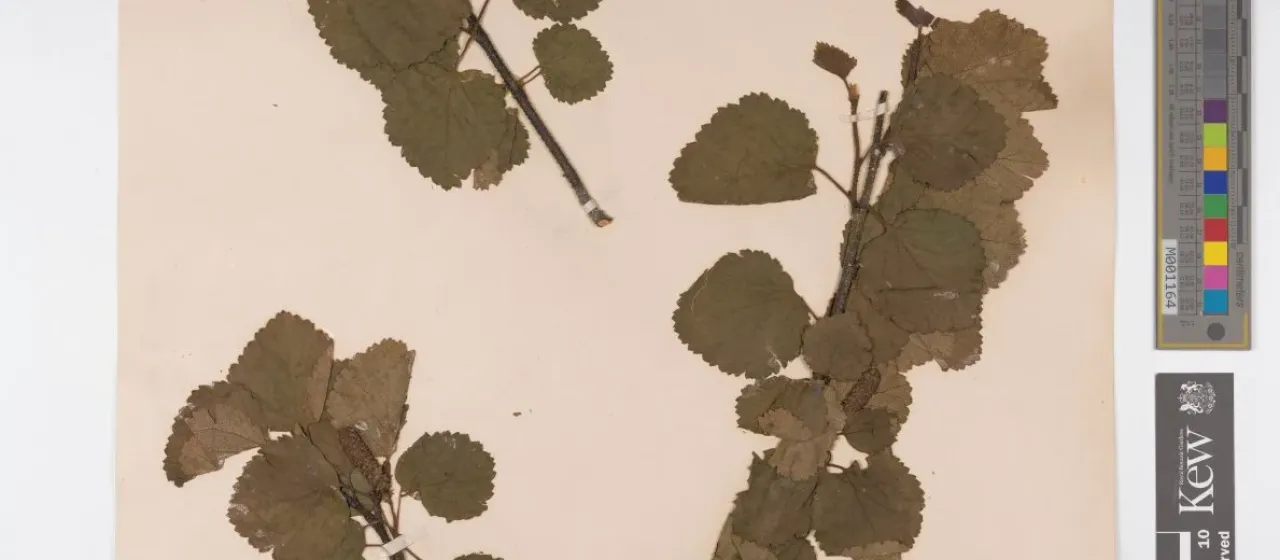 Horne's Birch