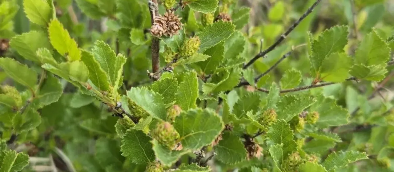 Bog birch