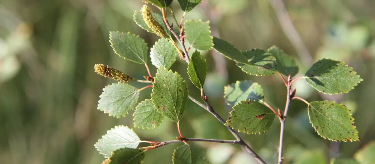 Intermediate birch